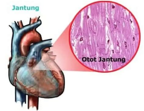 Memahami Cara Kerja Otot Jantung - Primaya Hospital