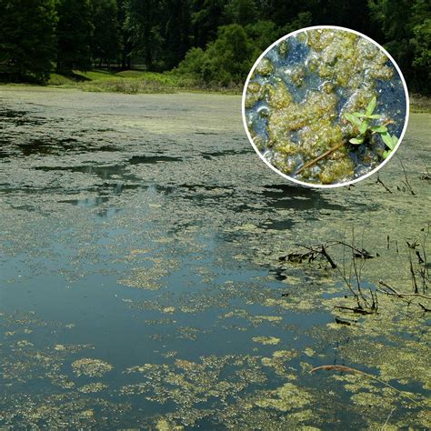 Algae & Weed Identification | Clean Ponds | Pond Lake Management