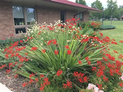 Crocosmia