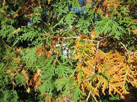 Princeton Nature Notes: Evergreen Trees, Deciduous Needles