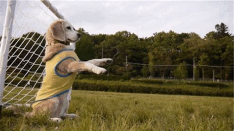 Dog GIF - Find & Share on GIPHY