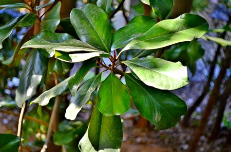 Magnolia Leaves Free Stock Photo - Public Domain Pictures