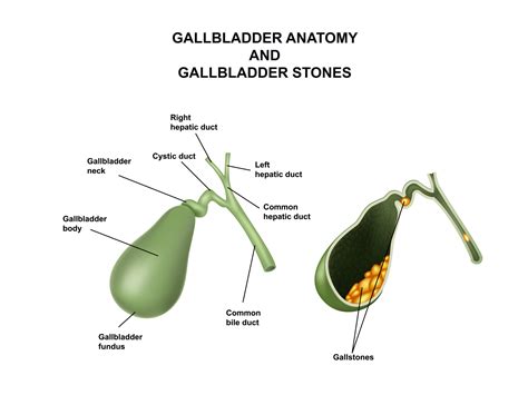 Anatomy Of Gallbladder - Anatomical Charts & Posters