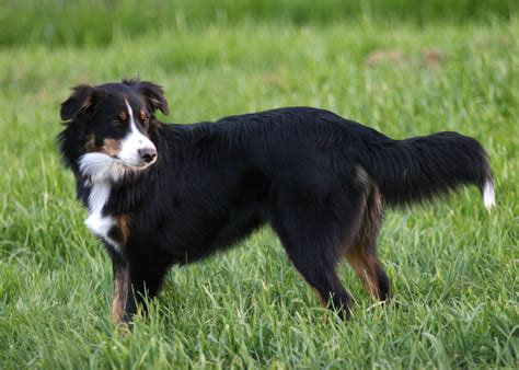 English Shepherd dog in the field photo and wallpaper. Beautiful English Shepherd dog in the ...