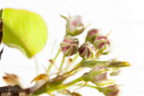 fruit tree flower 9721480 Stock Photo at Vecteezy