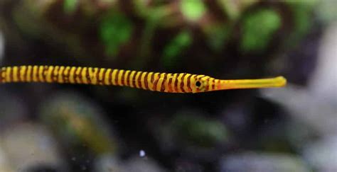 5 Best Tropical Fish For Advanced Aquarists | Fishkeeping Advice