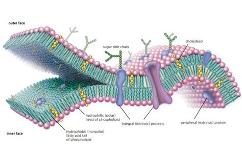 Function, Structure, and Composition of the Cell Membrane | Cell ...