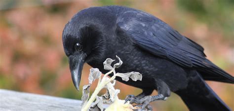 Bird Video: The "Caw" of a Crow and the "Kraa" of a Raven