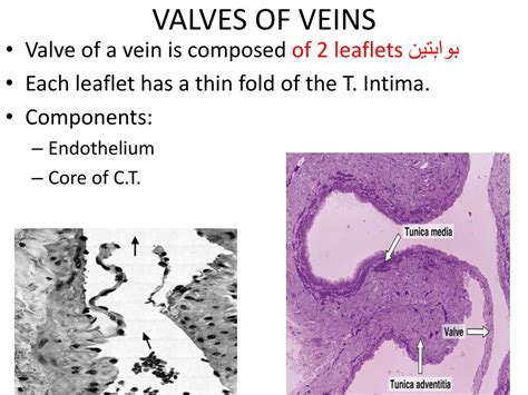 PPT - HISTOLOGY PRACTICAL CARDIOPULMONARY SLIDES PowerPoint ...