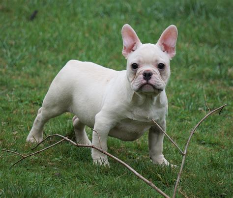 49+ French Bulldog Breeders Akc Registered Image - Bleumoonproductions