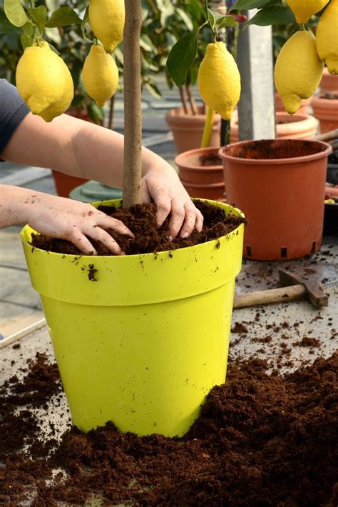 How To Prune A Potted Lemon Tree?