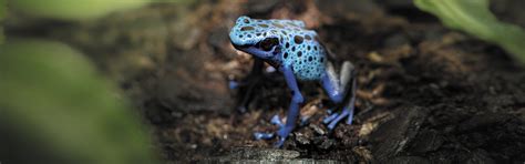 Check out our Poison Dart Frogs at Australia Zoo