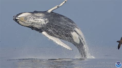 Whale Behaviors | Stellwagen Bank National Marine Sanctuary