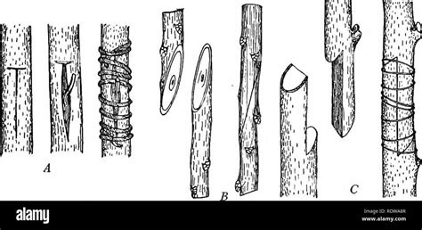 Veneer grafting vs Contact grafting: Basic 4 differences - Basic Agricultural Study