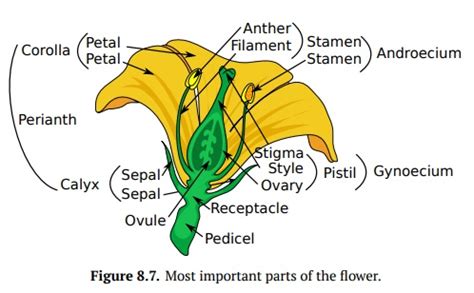 Flower Structure And Variations | atelier-yuwa.ciao.jp