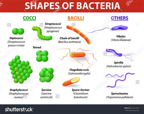 Types Bacteria Bacteria Classified Into 5 Stock Illustration 162012344 - Shutterstock