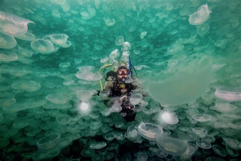 Alaska Magazine | Dive in a Jellyfish Bloom in Alaska