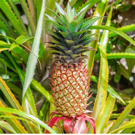 Red Pineapple Fruit Plant