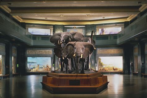 A Family Visit to the American Museum of Natural History - NYC