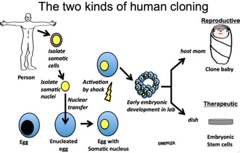 Human cloning successfully makes embryonic stem cells - The Niche