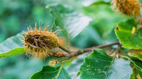 Beech Tree Nuts: The Edible Beechnut Uses & Recipes UK