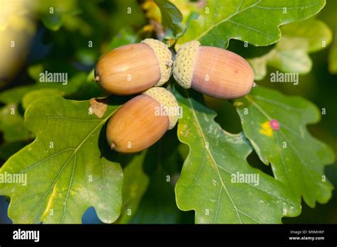 Common Oak, English Oak (Quercus robur). Ripe acorns on a twig. Germany ...