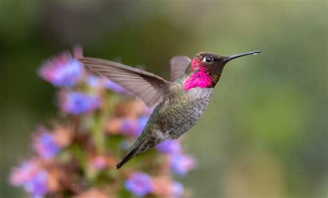 Anna’s Hummingbird – Mendonoma Sightings