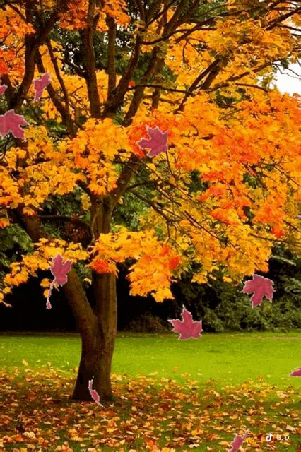 Autumn GIF - Autumn - Discover & Share GIFs