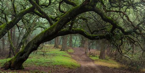 Highlander Hike - Joaquin Miller Park - Piedmont Council Boy Scouts of America