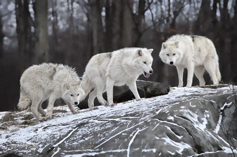 Three white wolves, animals, wolf, snow, rock HD wallpaper | Wallpaper Flare