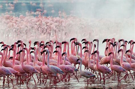 Thousands of Pink Flamingos at Lake Nakuru, Kenya | Amusing Planet