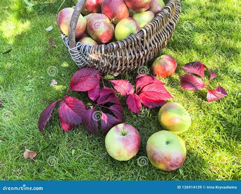 Apples in a Basket on the Grass. Autumn Harvesting Concept Stock Image - Image of agriculture ...