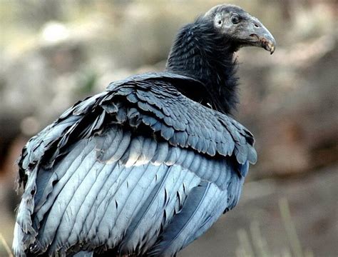 Free picture: condor, vultur gryphus