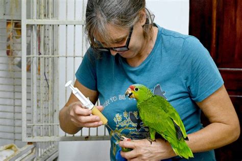 ‘The Bird Lady’ Saves Endangered Parrots in Belize - Bluedot Living