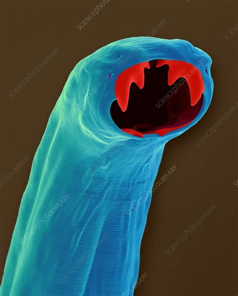 Cat hookworm (Ancylostoma braziliense), SEM - Stock Image - C032/4111 ...