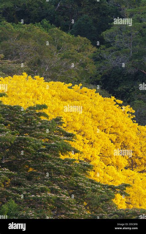 Yellow Gold Tree (Guayacan) sci,name; Tabebuia guayacan, in the rainforest of Soberania national ...