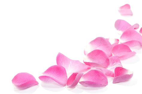 Pink Petals Wallpapers - Wallpaper Cave