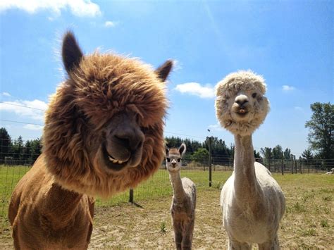 Alpaca Wallpaper - Alpaca Wallpapers | wallpaperlist