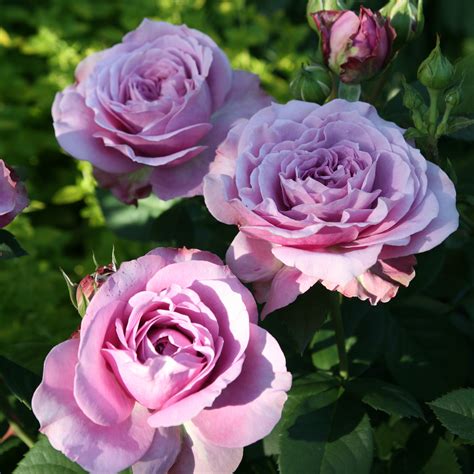 Lavender Ice® | Classic miniature roses | Miniature roses | Buy online | Rosen Tantau