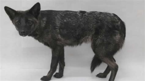 World's first fox-dog hybrid has passed away - Science News