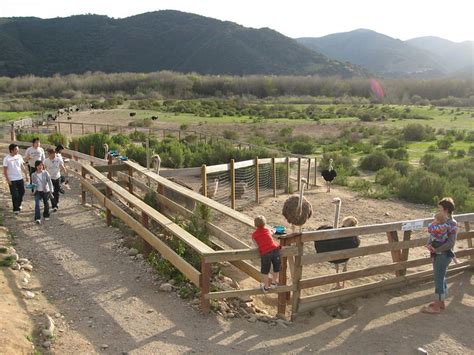 Ostrich Farm, Solvang | Flickr - Photo Sharing!