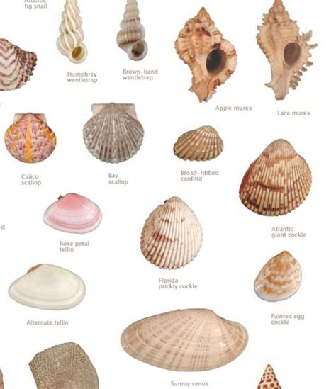 sea shells - Google Search | Illustration Assignments | Pinterest | Sea ...