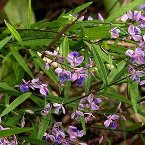 Polygala Tenuifolia & Polygalae Seeds – HeYou Seeds