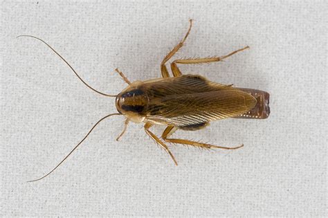 Cockroach control | Agriculture and Food