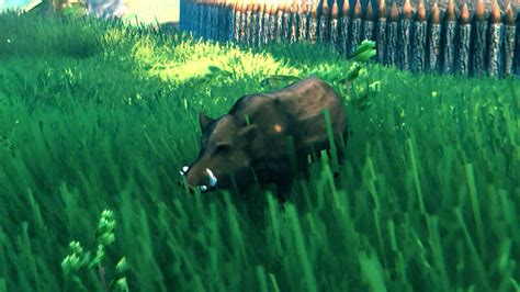 Valheim Boar Guide: How To Tame And Breed These Wild Hogs - GameSpot