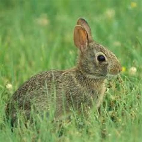 Hunting Rabbits: A Complete Guide - TheGearHunt