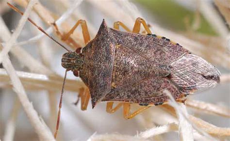 spined soldier bug - Podisus maculiventris Say