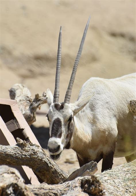 Arabian Oryx with Very Long Straight Horns Stock Photo - Image of ...