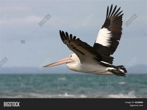 Australian Pelican Image & Photo (Free Trial) | Bigstock