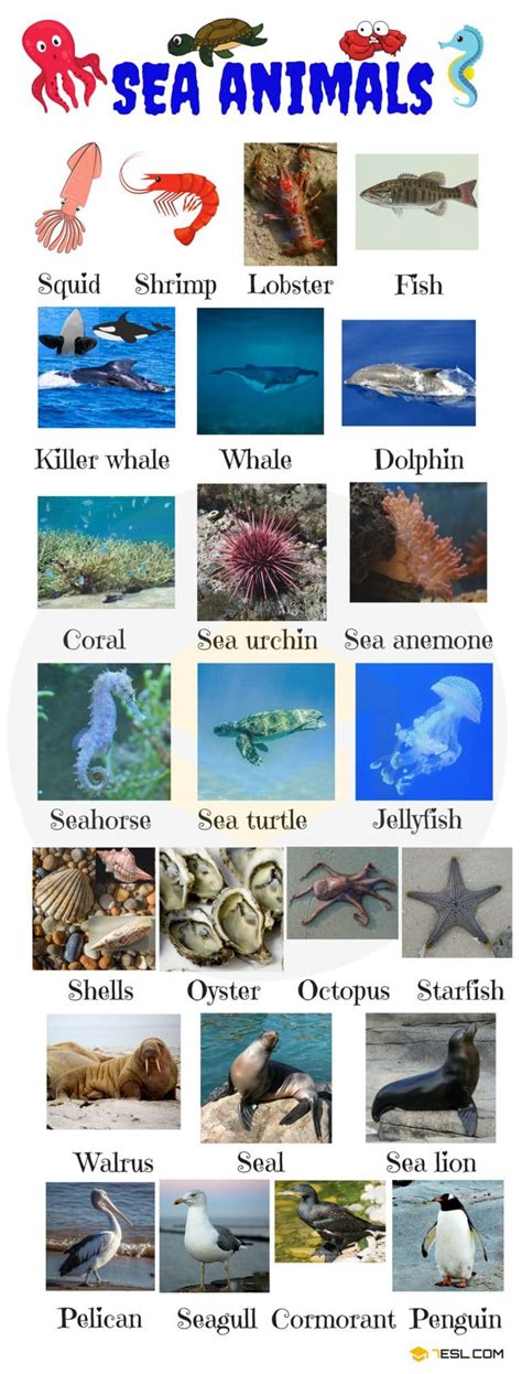 Sea Animals: Water, Ocean & Sea Animal Names With Images | Англійська мова і Мова